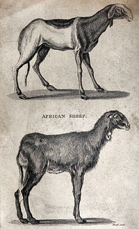 Two African sheep. Etching by Heath.