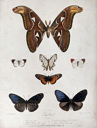 Five butterflies and moths, including the atlas moth (Attacus atlas) and orange-tip (Anthocharis sp.). Coloured lithograph by J. Delarue after himself.