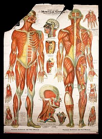 Muscles of the human body. Chromolithograph by Gustave H. Michel.