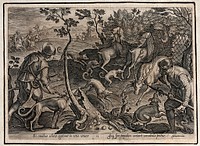Hunting: dogs scare the deer into nets, while a hunter throws his spear into the antlers of a stag. Engraving by Philipp Galle after Stradanus.