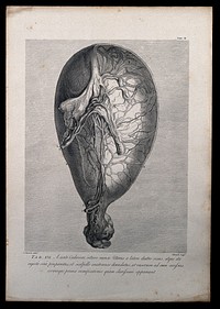 Dissection of the pregnant uterus and eight months, showing the uterine vessels. Copperplate engraving by Michell after I.V. Rymsdyk, 1774, reprinted 1851.