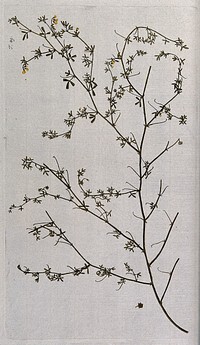 Medick or burweed (Medicago prostrata Jacq.): flowering and fruiting stem with separate fruit. Coloured engraving after F. von Scheidl, 1770.