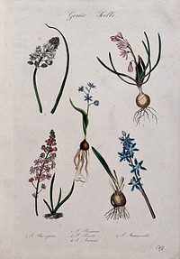 Five flowering bulbous plants, all species of the genus Scilla. Coloured lithograph.