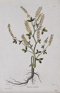 Yellow melilot (Melilotus officinalis): entire flowering plant. Coloured etching by C. Pierre, c. 1865, after P. Naudin.