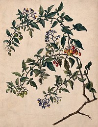 Woody nightshade or bittersweet (Solanum dulcamara): flowering and fruiting stem. Watercolour.