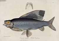 A Back's grayling and a cross-section of its gill. Coloured etching by J. Curtis.