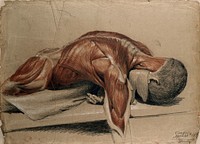 An écorché figure (life-size), lying prone on a table: the right arm hangs down below the table. Red chalk and pencil drawing, with bodycolour, by C. Landseer, 1813 .