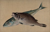 A red snapper and a mackerel. Watercolour painting on cloth on board by a Chinese artist.