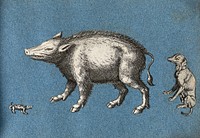 A wild boar or warthog, a lizard and a dog. Cut-out engravings pasted onto paper, 16--.
