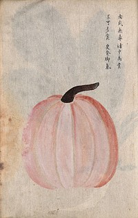 Japanese pumpkin (Cucurbita moschata): rounded fruit. Watercolour.