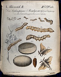 Silkworms: thirteen figures showing silkworms at various stages of development, from egg and caterpillar, to pupa and moth. Chromolithograph by H.J. Ruprecht, 1877.