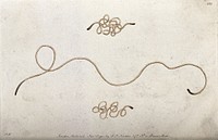 A nematode worm. Coloured etching, ca. 1792.