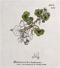 Ivy-leaved buttercup (Ranunculus hederaceus): flowering stem and floral segments. Coloured engraving after J. Sowerby, 1809.