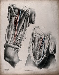 The circulatory system: dissections of the thigh and groin of a man, with the arteries and veins indicated in red and blue. Coloured lithograph by J. Maclise, 1841/1844.