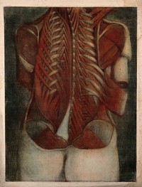 Muscles of the back: partial dissection of a female figure, showing the bones and muscles of the back and shoulders. Colour mezzotint by J. F. Gautier d'Agoty after himself, 1745/1746.