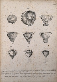 Dissections of chorions during the early stages of pregnancy: nine figures. Copperplate engraving by G. Powle after J.V. Rymsdyk, 1774, reprinted 1851.