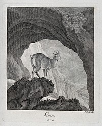 A chamois is standing on a crag in a mountainous landscape. Etching by J. E. Ridinger.