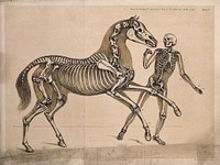 Skeleton of a man, with the skeleton of a horse, in action. Lithograph by B. Waterhouse Hawkins, 1860.