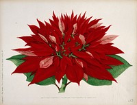A double flowered poinsettia (Euphorbia pulcherrima): flowering stem. Chromolithograph, c. 1876.