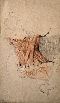 Muscles of the neck: head and neck of an écorché figure, and small sketch of a head and neck. Red and white chalk drawing with pencil, by C. Landseer, ca. 1815.