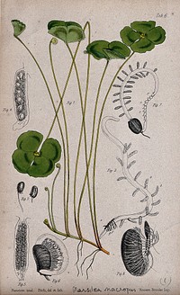 Water clover (Marsilea macropus): leafy stem with details of the sporocarp and embryonic plant. Coloured lithograph by W. Fitch, c. 1863, after himself, after Nanstein.