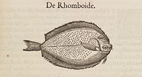 Gvlielmi Rondeletii ... Libri de piscibus marinis, in quibus verae piscium effigies expressae sunt ... / [Guillaume Rondelet].