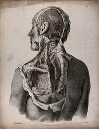 The circulatory system: dissection of the back, shoulder, neck, and back of the head of a man, with blood vessels indicated in red. Coloured lithograph by J. Maclise, 1841/1844.