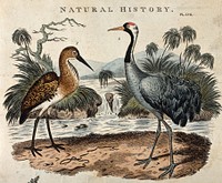 A Brazilian bittern (Ardea brasiliensis) and a common crane (Grus communis). Coloured engraving, ca. 1808, after S. Edwards.