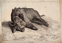 A female wild boar resting. Etching.