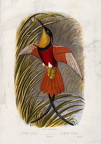 A crimson topaz bird (Topaza pella). Colour lithograph, ca. 1875.