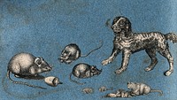 Four mice, a cat and a dog. Cut-out engraving pasted onto paper, 16--.