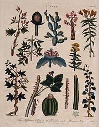 Fourteen different forms of plant stem. Coloured etching by J. Pass, c. 1799.