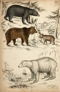 Five different specimen of bears shown in their natural habitat. Coloured etching by S. Milne and Turvey.