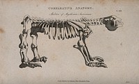 Skeleton of a ground sloth (megatherium americanum): side view. Line engraving by Mutlow, 1809.