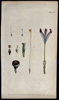 Various stages in the formation of the fruit of different flowers. Coloured etching by F. Sansom, c. 1802, after S. Edwards.