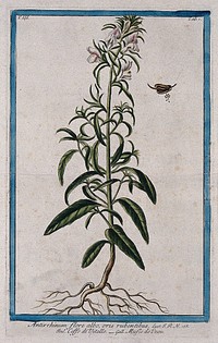 Snapdragon (Antirrhinum majus L.): entire flowering plant with separate fruit and seeds. Coloured etching by M. Bouchard, 1775.