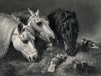 Three horses eating from a manger with two birds sitting on the hay. Steel engraving by E. Hacker after J. F. Herring.