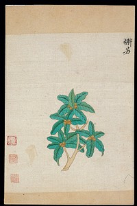 Ming herbal (painting): Mongolian oak