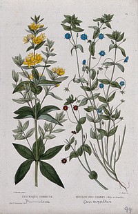Yellow loosetrife (Lysimachia vulgaris) and scarlet pimpernel (Anagallis arvensis): flowering stems. Coloured etching by C. Pierre, c. 1865, after P. Naudin.