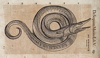 A serpent. Woodcut after C. Gessner.