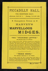 [Undated yellow handbill (London, December 1884) advertising an appearance by Harvey's Midges: Princess Lottie, Prince Midge, Miss Jennie Worgen, General Tot and Mlle. Lottie Adelina de Lara, child pianist, at the Piccadilly Hall, London].