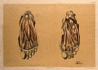 Dissections of the underside of the foot, showing the muscles and blood vessels: two figures. Colour lithograph by G.H. Ford, 1867.