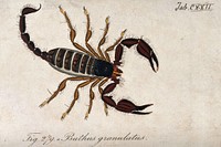 A large scorpion: Buthus granulatus. Coloured engraving.