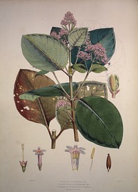 Illustrations of the Nueva quinologia of Pavon / by John Eliot Howard.