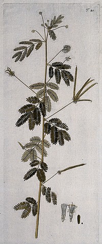 A plant (Desmanthus virgatus) related to the sensitive plant: flowering and fruiting stem with separate floral segments . Coloured engraving after F. von Scheidl, 1770.