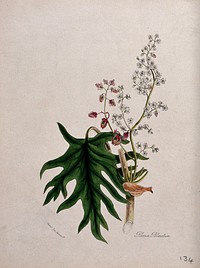 Chinese or Turkish rhubarb (Rheum palmatum): flowering and fruiting stem with leaf. Coloured zincograph after M. A. Burnett, c. 1842.
