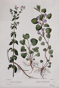 Oregano (Origanum vulgare) and ground ivy (Glechoma hederacea): entire flowering plants. Coloured etching by C. Pierre, c. 1865, after P. Naudin.