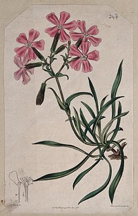 A campion plant (Silene species): flowering stem and floral segments. Coloured engraving by C. White, c. 1817, after S. Edwards.