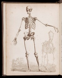 The anatomy of the bones of the human body; represented in a series of engravings, copied from the elegent tables of Sue and Albinus / By Edward Mitchell, engraver ... With explanatory references, by the late John Barclay.