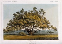 Manzanita tree (Arctostaphylos pungens Kunth) in open landscape. Coloured lithograph, c.1857.